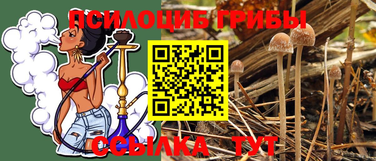 Галлюциногенные грибы Psilocybine cubensis Азов